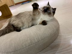 -猫和宫(六道口店)