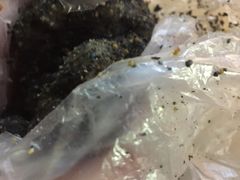 -叶氏麻糍(鼓浪屿店)