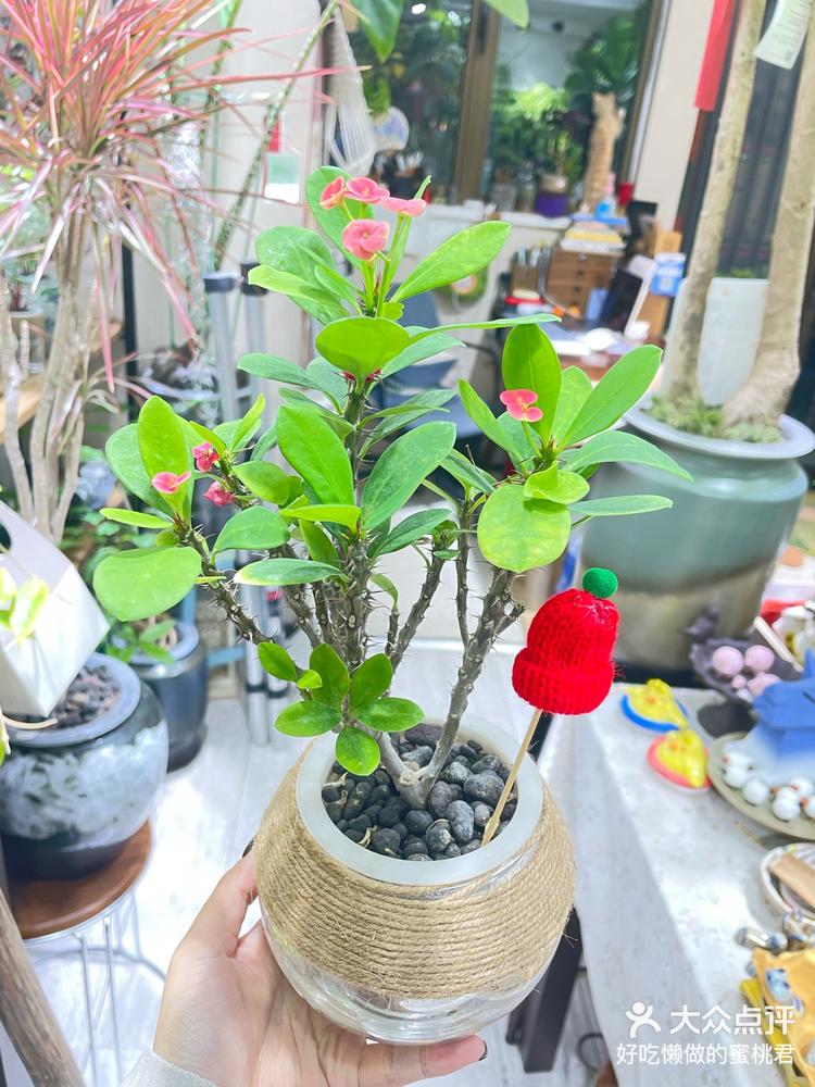 水培植物小基督虎刺梅