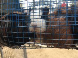 -萌宠亲子动物乐园(槐房万达店)