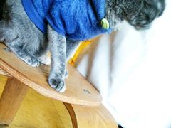 -猫咖时代(中山亭店)