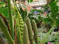 -呀路古热带植物园