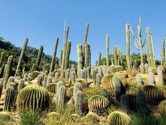 -深圳仙湖植物园