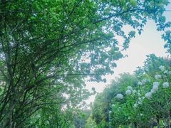 -铁山坪森林公园