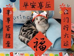 -lincat·猫舍(广州店)