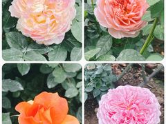 -人民公园(罗湖区)