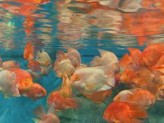 -泉州海丝野生动物世界