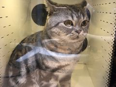 -Pets First伊珊娜洗护·精致美容·家庭式寄养(新会路店)