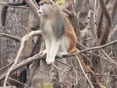 -上海野生动物园老虎餐厅