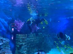 -烟台海昌鲸鲨海洋公园