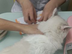 -宠福鑫康馨动物医院·骨科·眼科