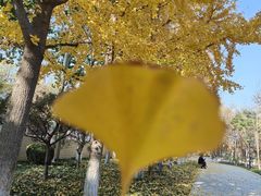 -康庄公园