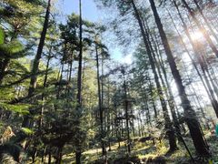 -重庆睡佛山森林公园