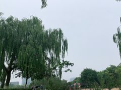 -大兴滨河森林公园