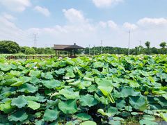 -梁鸿国家湿地公园