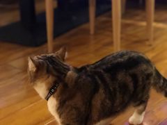 -喵园·猫主题咖啡厅·撸猫·猫咖(国贸店)