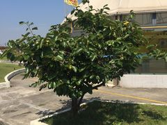 -胜华驾校·小猫学车(银都店)