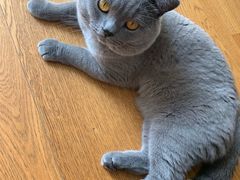 -宠爱国际动物医院· 猫科· 外科·中兽医(长白店)
