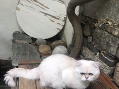 -喵屿·大理花园猫咖