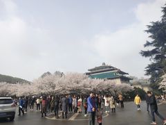 -武汉大学-樱园