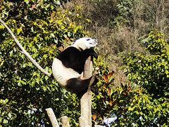 -卧龙中华大熊猫苑神树坪基地