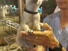 -清迈夜间动物园