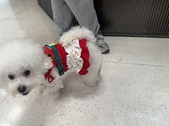 -帕帕拉兹宠物(亚洲旗舰店)