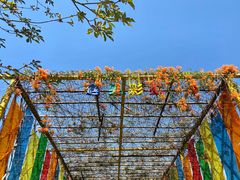 -天适樱花悠乐园