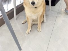 -宠颐生猫科·内科皮肤科(西平世纪城店)