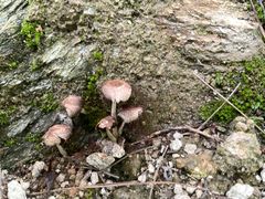 -素山寺森林公园