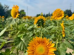 -杭州湾海上花田景区