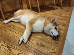 -柴务处·柴犬主题狗咖