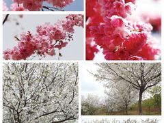 -天适樱花悠乐园