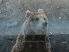 -新疆天山野生动物园