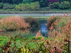 -华侨城湿地公园