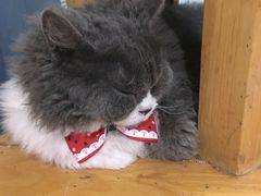 -猫小院猫主题咖啡厅(北锣店)