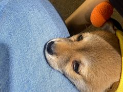 -逗柴咖啡屋·狗咖猫咖宠物桌游