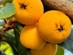 -塘栖枇杷特色园区