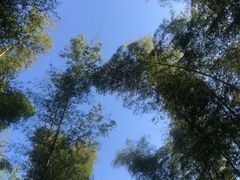 -龙坞茶村