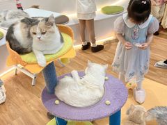 -COLOR PETS 撸猫馆·购猫·猫咖(长风大悦城店)