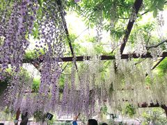 -嘉定紫藤园