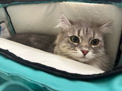 -萌兽医馆·犬猫专科·眼科中心·宠物医院(朝阳门分院)
