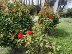 -上海鲜花港