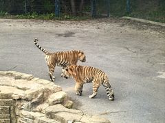 -大连森林动物园