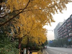 -成都市活水公园
