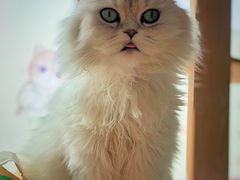 -猫的茶·猫咖