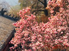 -潭柘寺景区