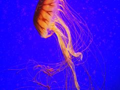 -上海海洋水族馆