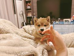 -翊宠yipet猫狗购宠庄园犬舍•猫舍