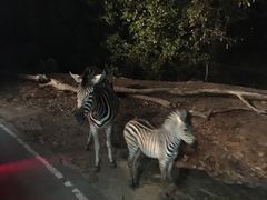 -清迈夜间动物园